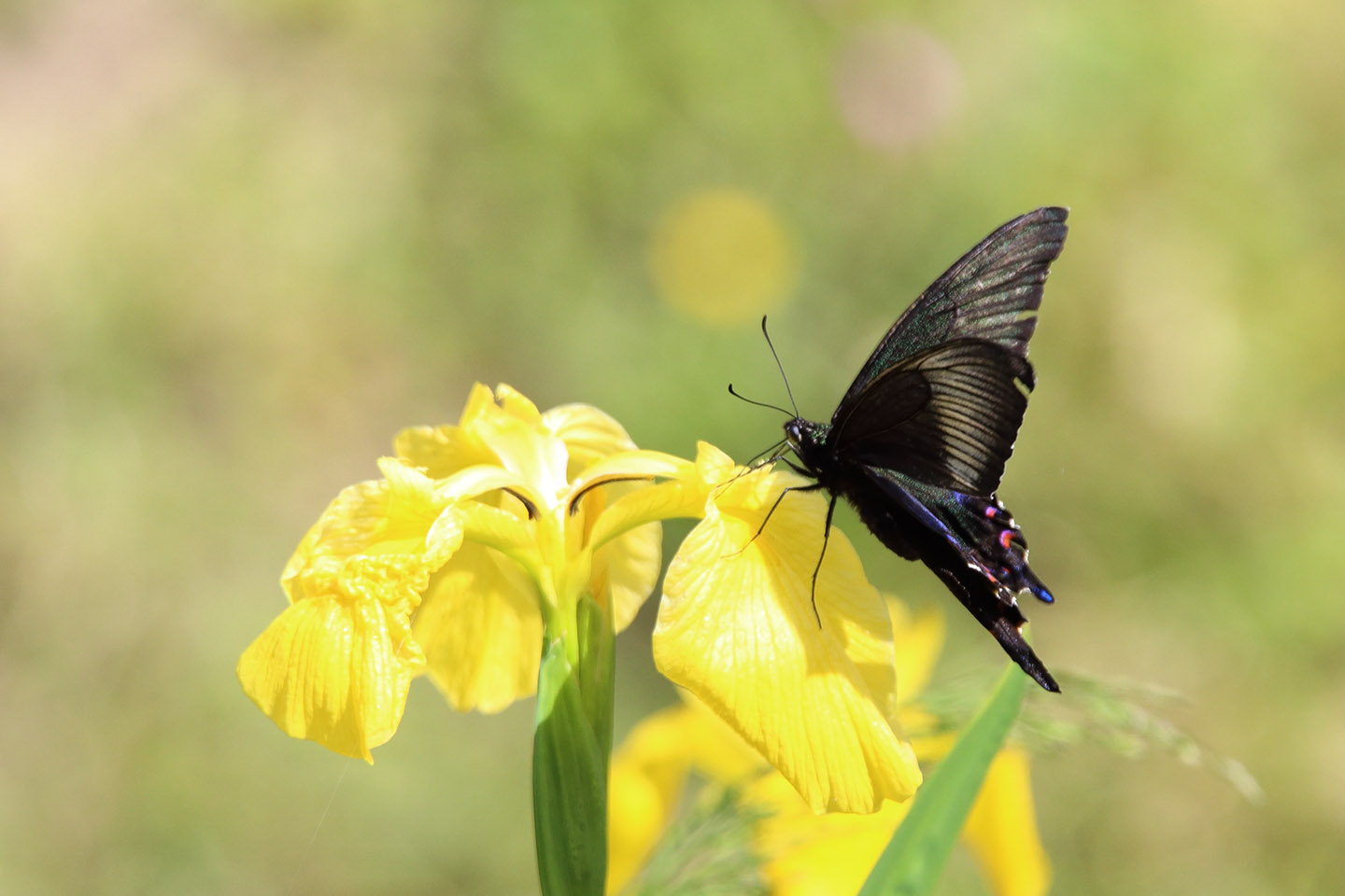 Canon EOS 6D