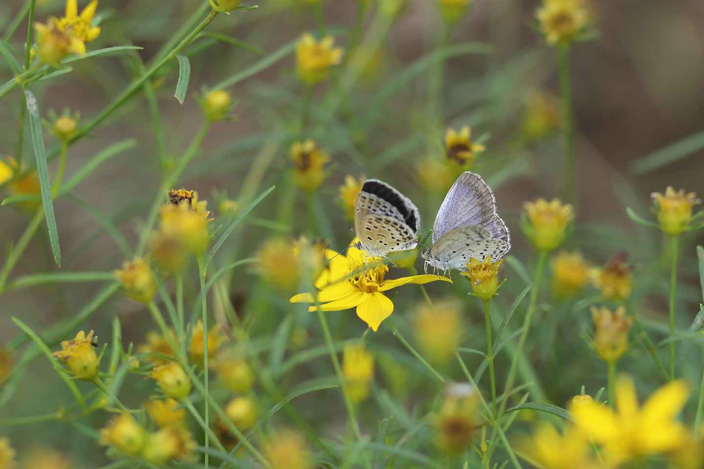 Canon EOS 6D